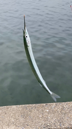 サヨリの釣果