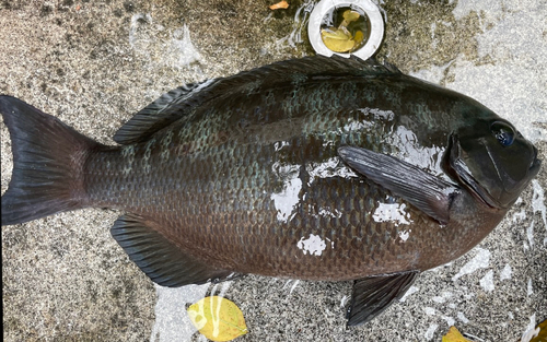 メジナの釣果