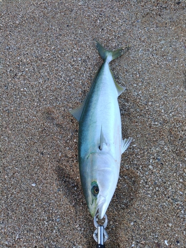 ハマチの釣果