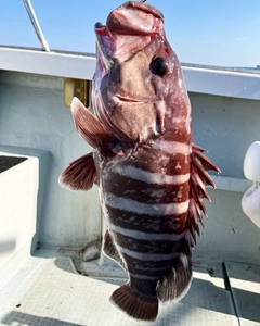 マハタの釣果