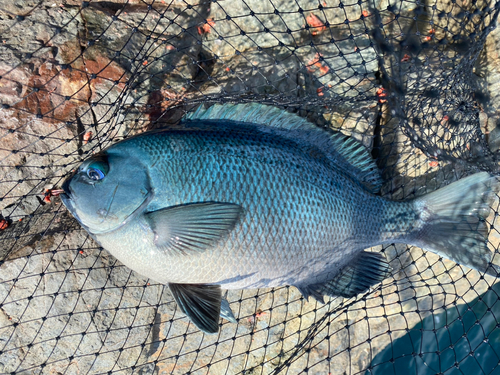 クロの釣果