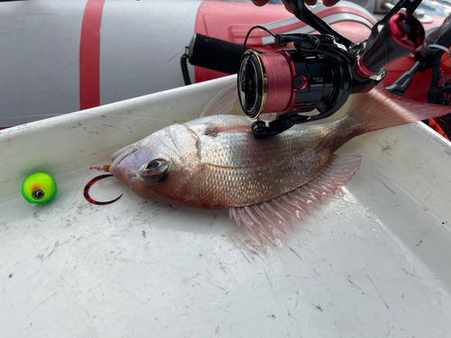 タイの釣果