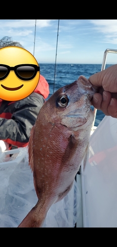 チカメキントキの釣果