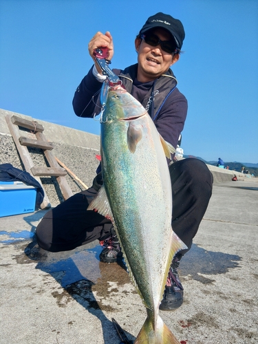 ハマチの釣果