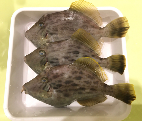 カワハギの釣果