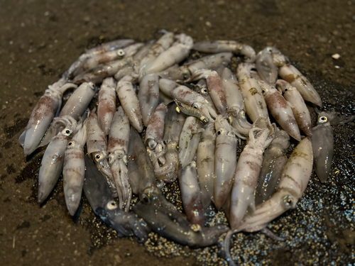 マメイカの釣果