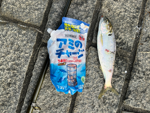 コノシロの釣果