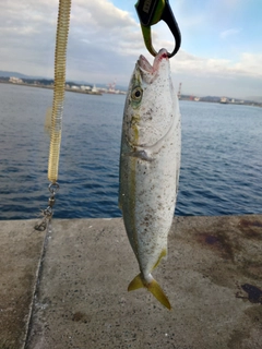 イナダの釣果