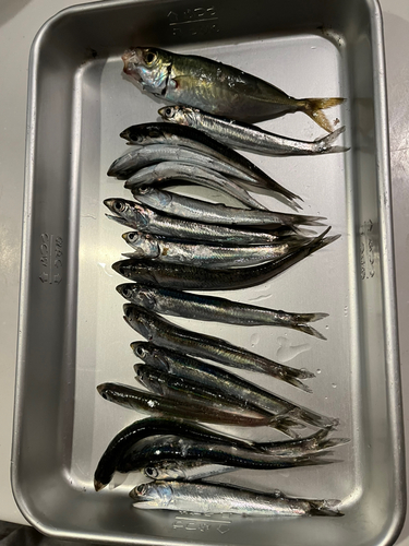 アジの釣果