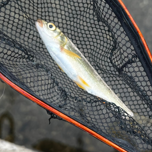 ウグイの釣果