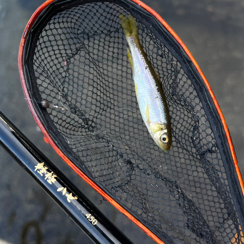 カワムツの釣果