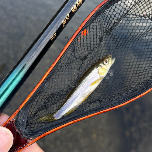 カワムツの釣果