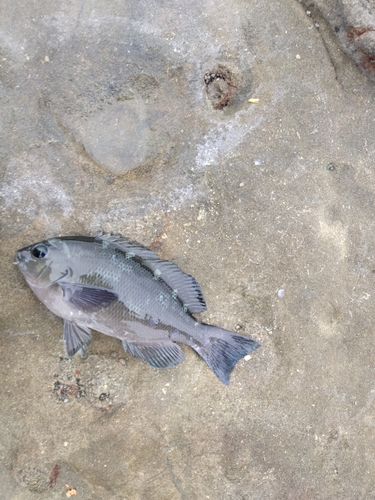 クロの釣果