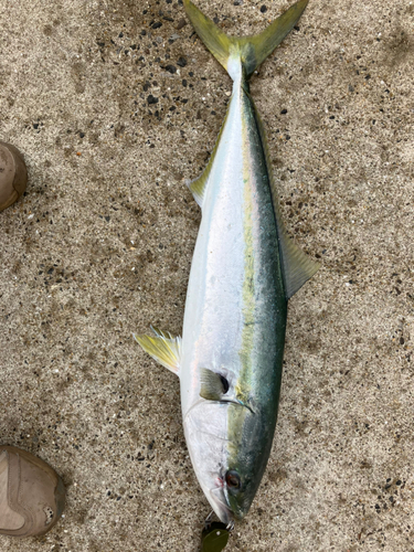 ブリの釣果