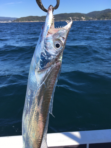 タチウオの釣果