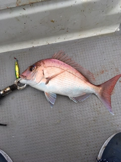 タイの釣果