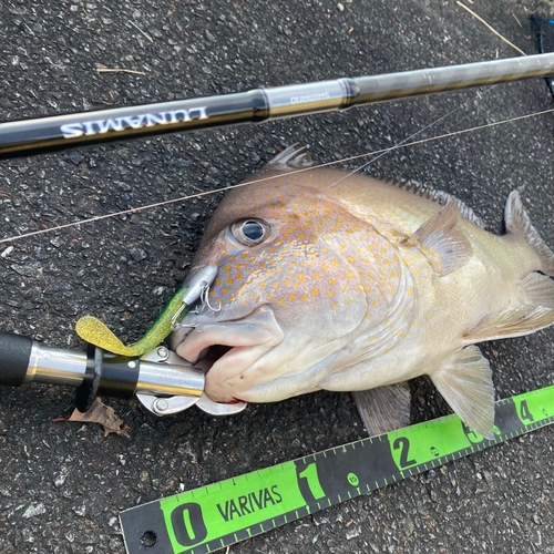 コロダイの釣果