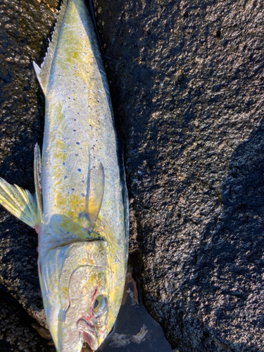 シイラの釣果