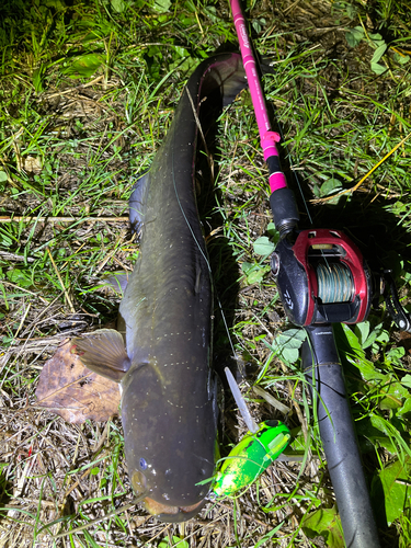 ナマズの釣果