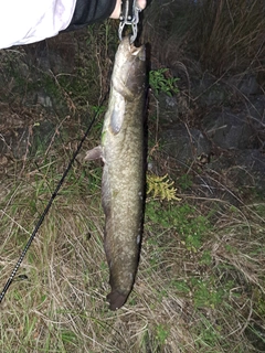 ナマズの釣果