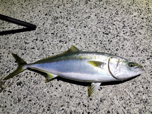 ハマチの釣果