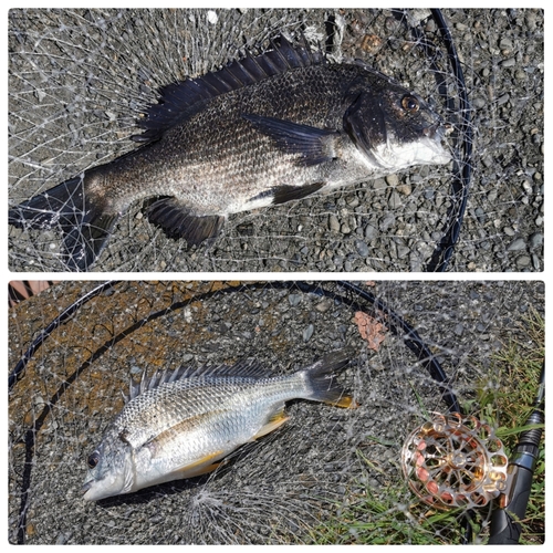 クロダイの釣果