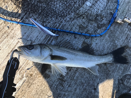 フッコ（マルスズキ）の釣果