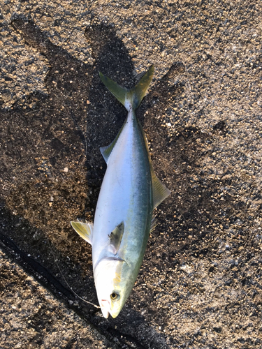 ツバスの釣果