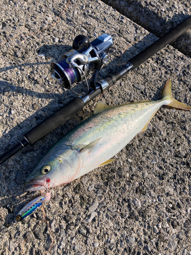 ヤズの釣果