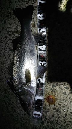 フッコ（ヒラスズキ）の釣果