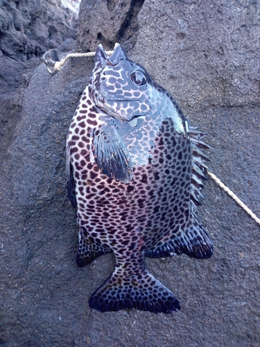 イシガキダイの釣果