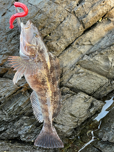 アイナメの釣果