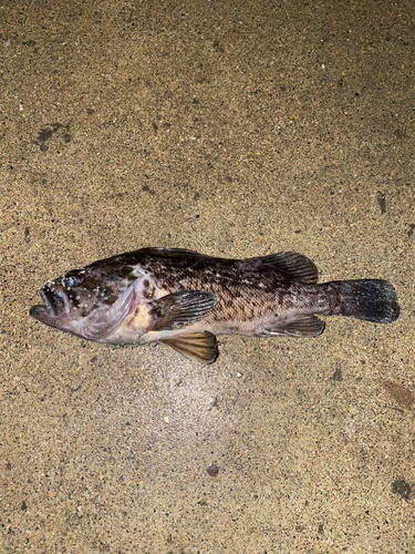 クロソイの釣果