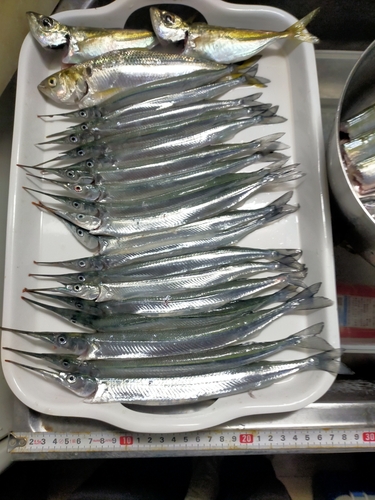 コノシロの釣果