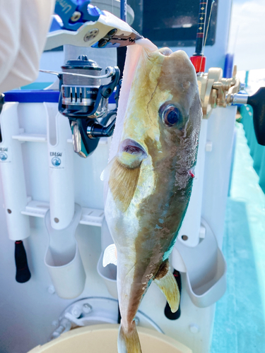 シロサバフグの釣果