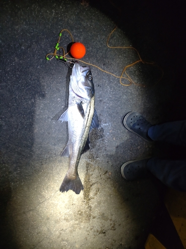 シーバスの釣果