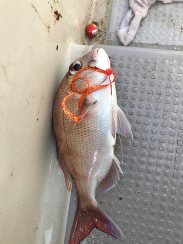 マダイの釣果