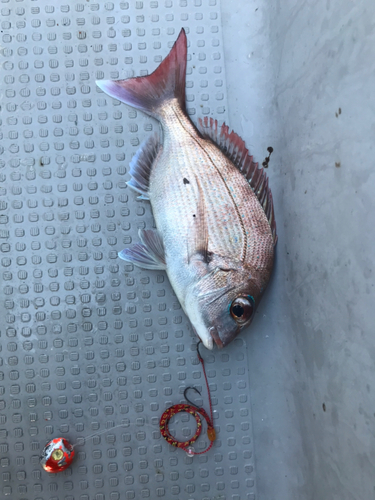 マダイの釣果