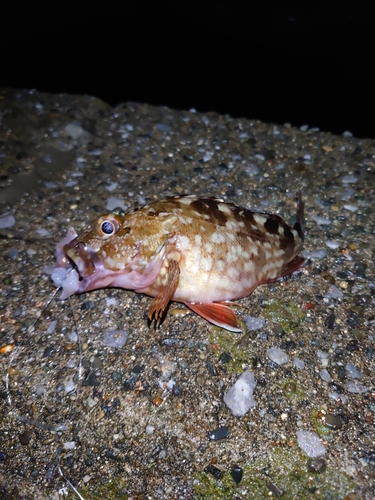 カサゴの釣果