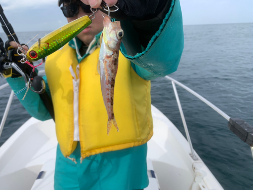 エソの釣果