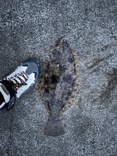 ヒラメの釣果