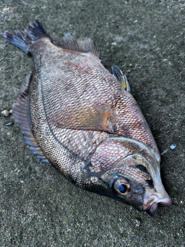 ウミタナゴの釣果