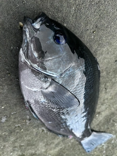 グレの釣果