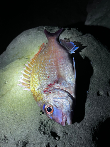 タイの釣果