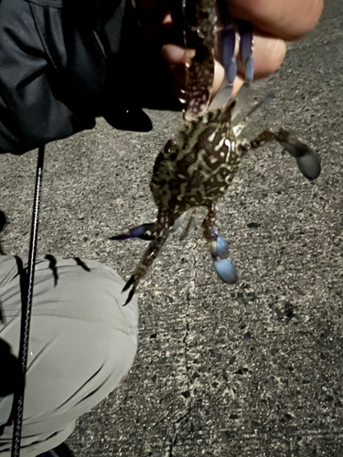 タイワンガザミの釣果