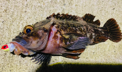 オウゴンムラソイの釣果