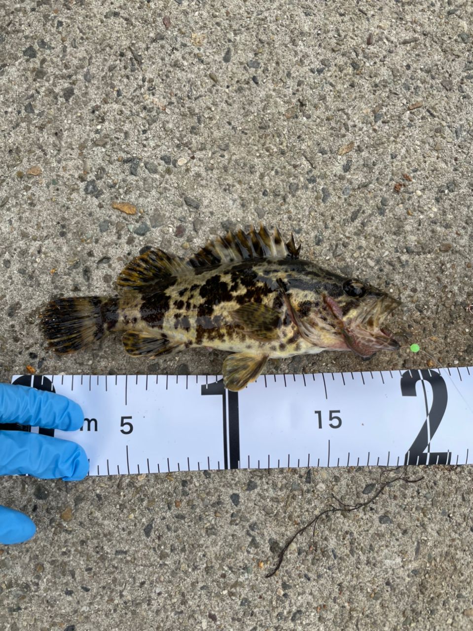 タケノコメバル