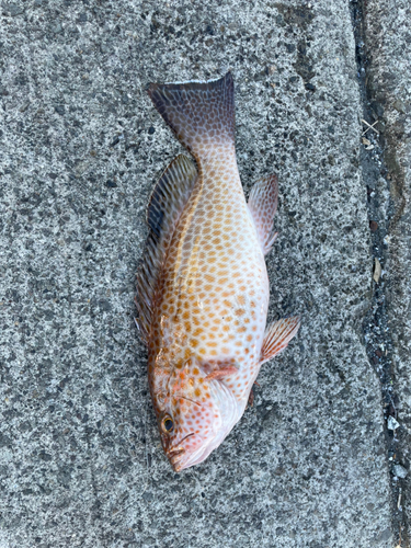 オオモンハタの釣果