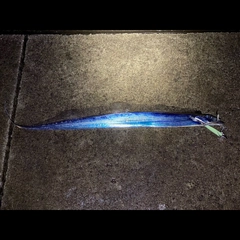 タチウオの釣果