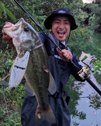 ブラックバスの釣果